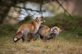 Fighting foxes