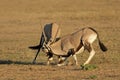 Fighting Gemsbok