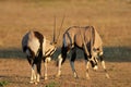 Fighting Gemsbok, Kalahari desert, South Africa