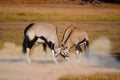 Fighting Gemsbok (Oryx gazella)