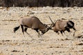 Fighting Gemsbok testing each others strength