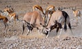 Fighting gemsbok