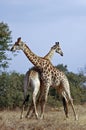 Fighting giraffes