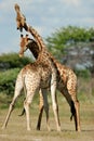 Fighting giraffes, Etosha National Park, Namibia Royalty Free Stock Photo