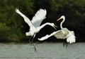 The fighting great egrets
