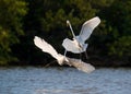 The fighting great egrets (Ardea alba).