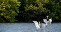 The fighting great egrets Royalty Free Stock Photo