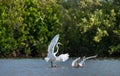 The fighting great egrets. Ardea alba