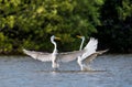 The fighting great egrets ( Ardea alba ).