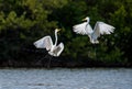 The fighting great egrets ( Ardea alba ).