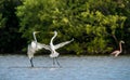 The fighting great egrets ( Ardea alba )