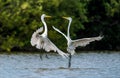 The fighting great egrets ( Ardea alba )