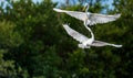 The fighting great egrets ( Ardea alba ) Royalty Free Stock Photo