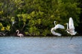 The fighting great egrets