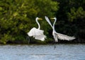 The fighting great egrets ( Ardea alba ). Royalty Free Stock Photo