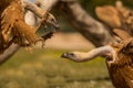 Fighting Griffon vultures Royalty Free Stock Photo