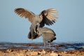 Fighting helmeted guineafowl Royalty Free Stock Photo