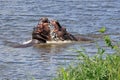 Fighting hippopotami Royalty Free Stock Photo