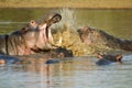 Fighting hippos