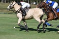 Fighting with horse polo