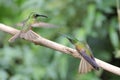 Fighting hummingbirds