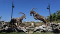 Fighting ibex, driftwood art decoration, Antalya