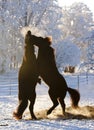 Fighting Icelandic horses