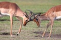 Fighting Impala Antelope