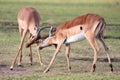 Fighting Impala Antelope Royalty Free Stock Photo
