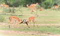 Fighting Impala Antelope