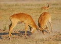 Fighting Impala in Kruger NP.