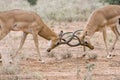 Fighting impala males.