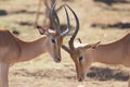 Fighting Impala males close up, Kruger Park, South Africa