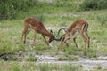 Fighting impalas Royalty Free Stock Photo