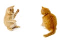 Fighting kittens Royalty Free Stock Photo