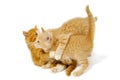 Fighting kittens Royalty Free Stock Photo