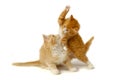 Fighting kittens Royalty Free Stock Photo