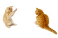 Fighting kittens Royalty Free Stock Photo