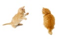 Fighting kittens Royalty Free Stock Photo