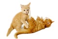 Fighting kittens Royalty Free Stock Photo