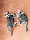 Fighting Kittens Royalty Free Stock Photo