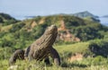 The fighting Komodo dragons for domination. Royalty Free Stock Photo