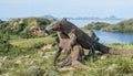 The fighting Komodo dragons for domination. Royalty Free Stock Photo