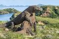 The fighting Komodo dragons for domination. Royalty Free Stock Photo