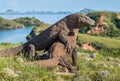 The Fighting Komodo dragons