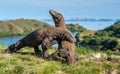 The Fighting of Komodo dragons Royalty Free Stock Photo