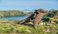 The Fighting of Komodo dragons Royalty Free Stock Photo