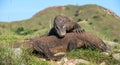 The Fighting of Komodo dragons Royalty Free Stock Photo