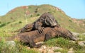 --The Fighting Komodo dragons Royalty Free Stock Photo