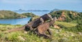 The Fighting of Komodo dragons